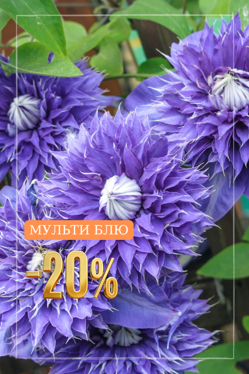 Мульти Блю.png Мульти Блю.png