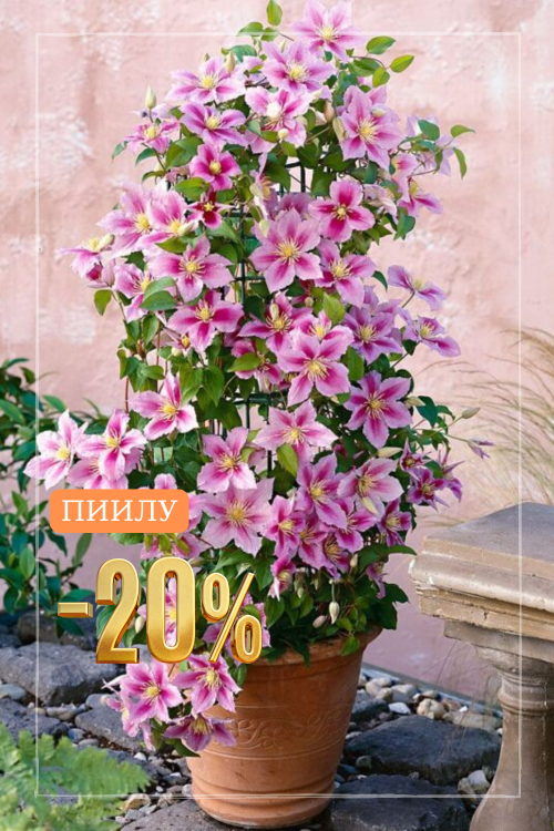 Пиилу.png Пиилу.png