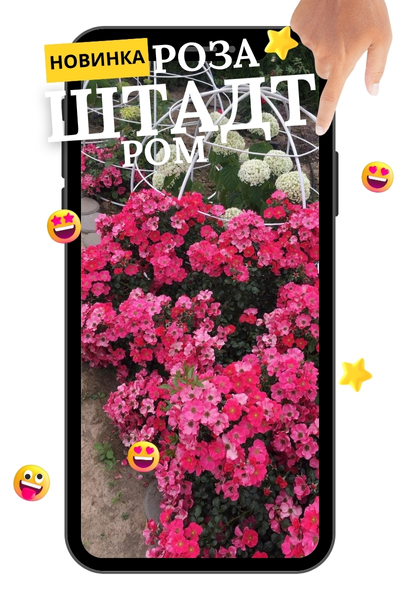 Штадт Ром.jpg Штадт Ром.jpg