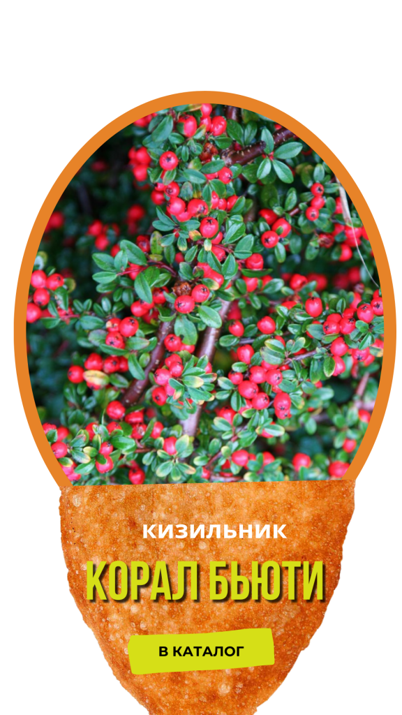 Корал Бьюти.png