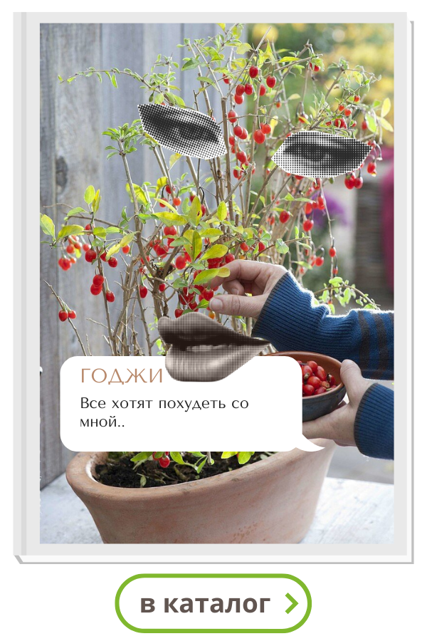 годжи1.png годжи1.png