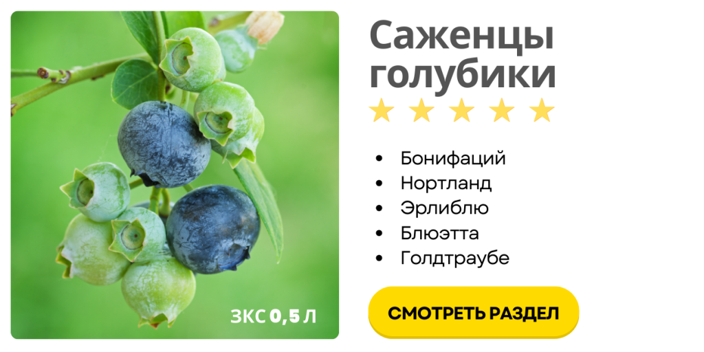 Саженцы голубики (1000 x 500 пикс.).png Саженцы голубики (1000 x 500 пикс.).png