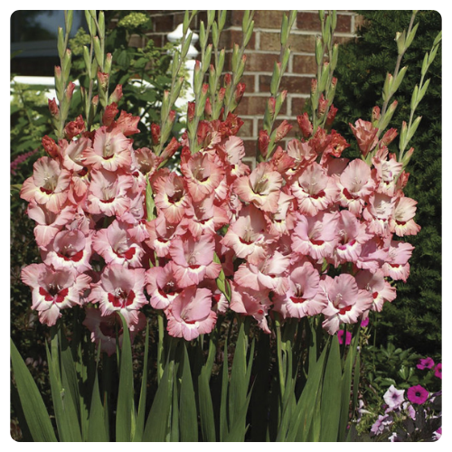 вайн энд розес.png