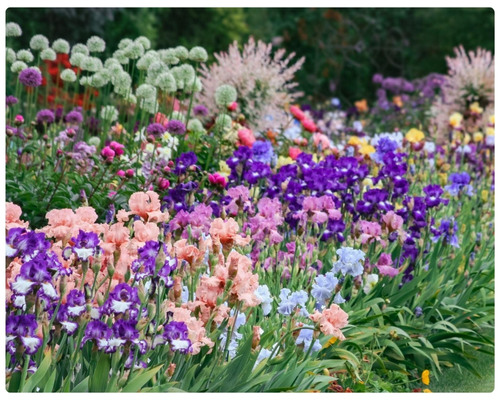 Ирисы .jpg Ирисы .jpg