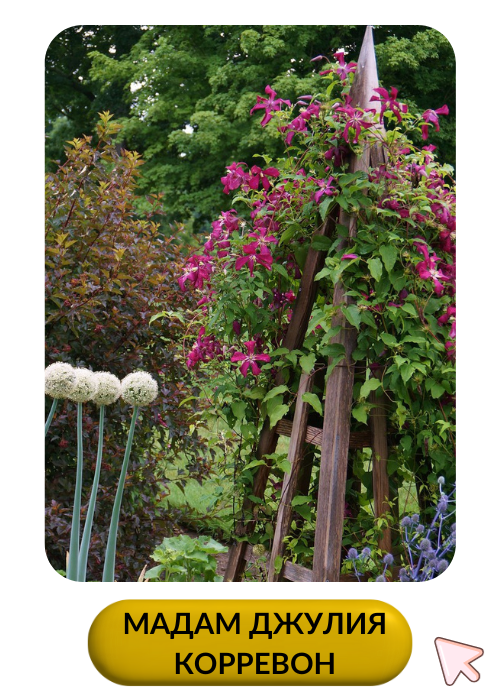 Мадам Джулия Корревон.png Мадам Джулия Корревон.png