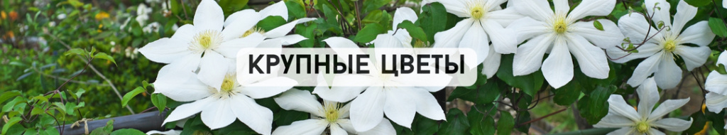 Крупные цветы.jpg