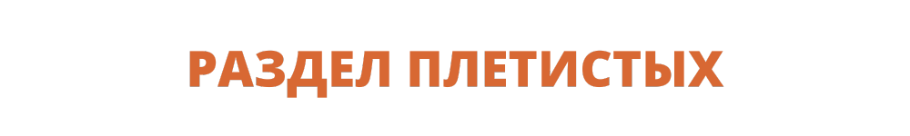 раздел плетистых.png