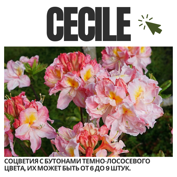 Cecile.png Cecile.png