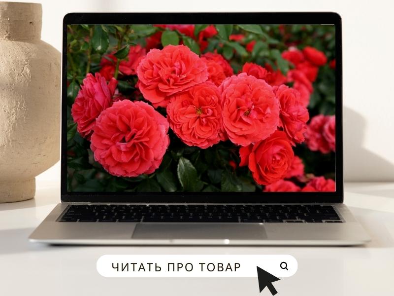 РОЗА ЧЕРРИ ГЕРЛ.jpg РОЗА ЧЕРРИ ГЕРЛ.jpg