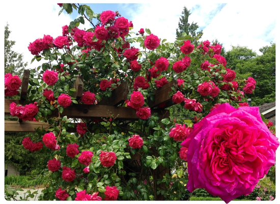 Лагуна (1).jpg Лагуна (1).jpg