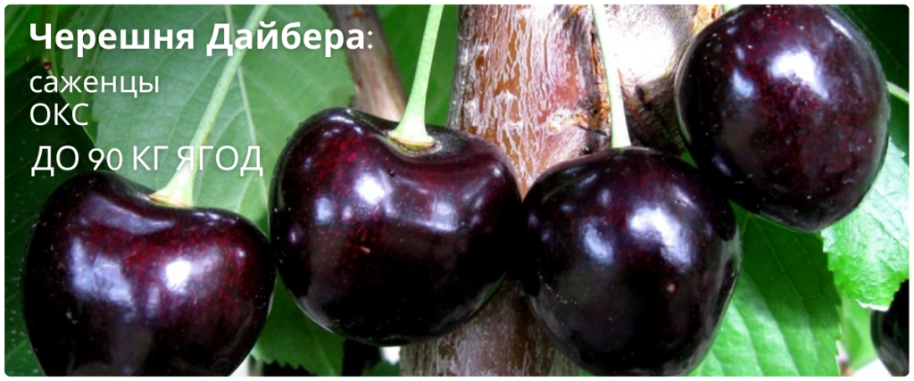 черешня.png черешня.png