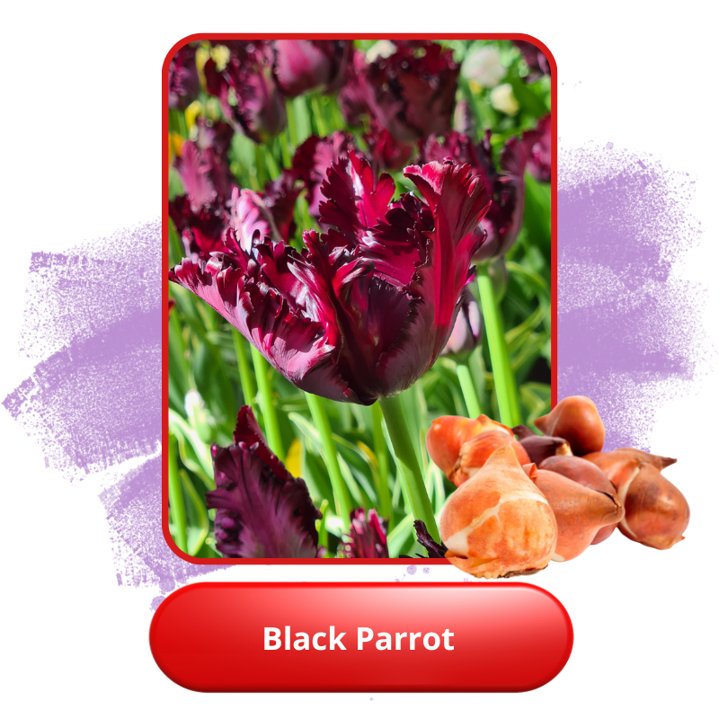 Black Parrot .png Black Parrot .png