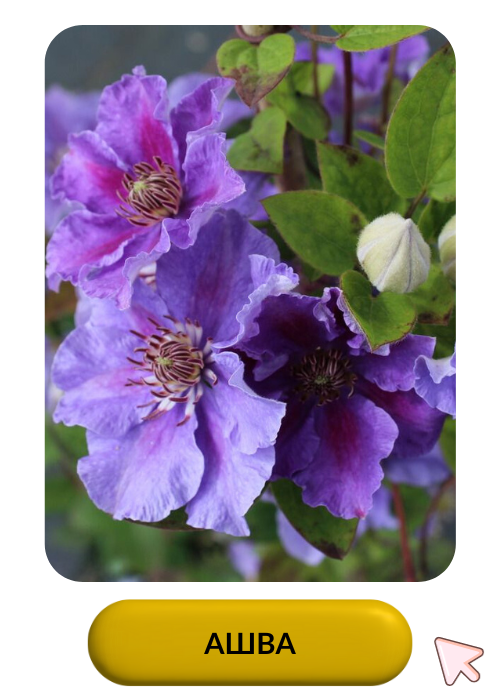 Ашва.png Ашва.png