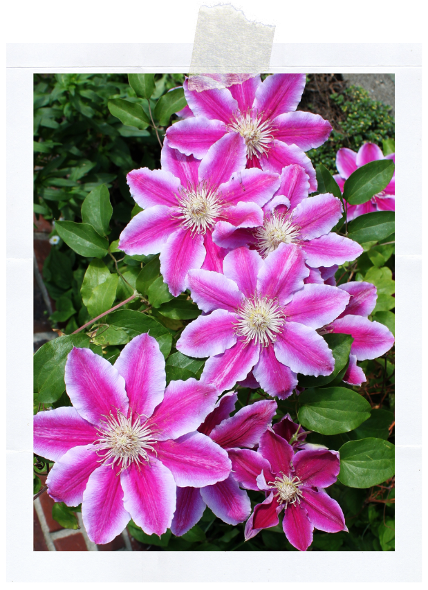 Dr Ruppel (400 x 620 пикс.).png Dr Ruppel (400 x 620 пикс.).png