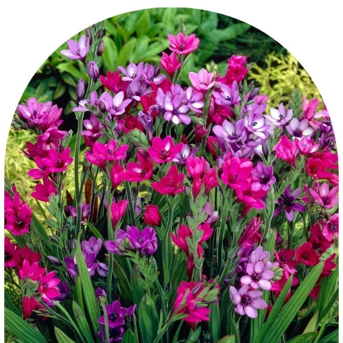 Бабиана Стрикта (500 x 500 пикс.).jpg Бабиана Стрикта (500 x 500 пикс.).jpg