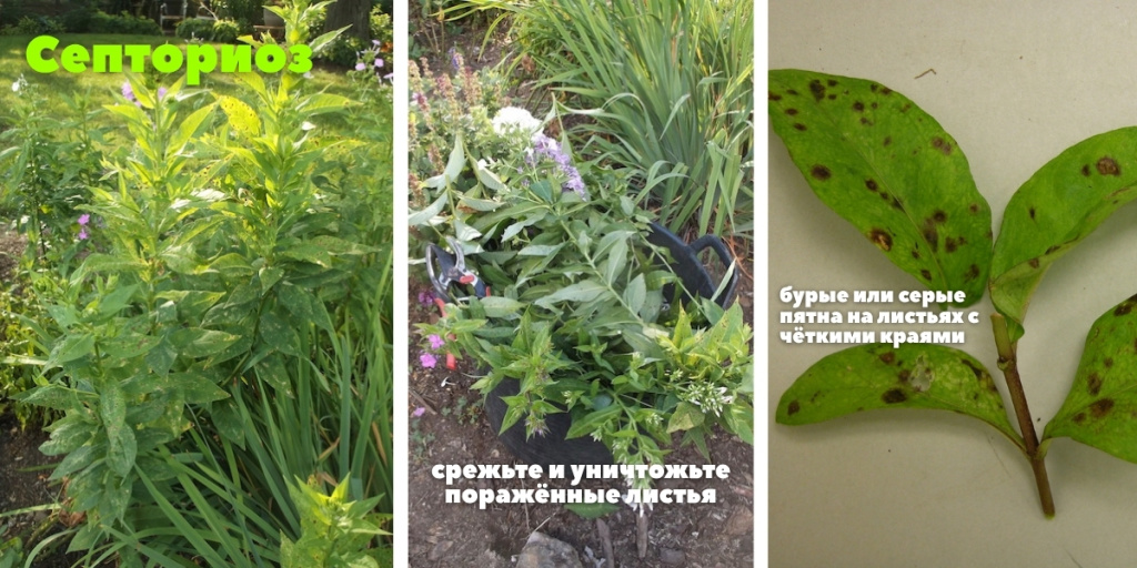 септориоз.jpg септориоз.jpg