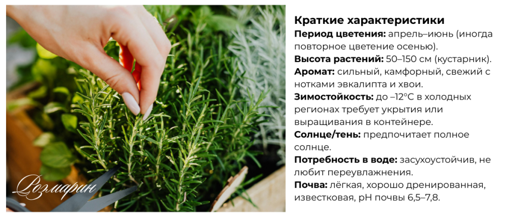 розмарин.png розмарин.png