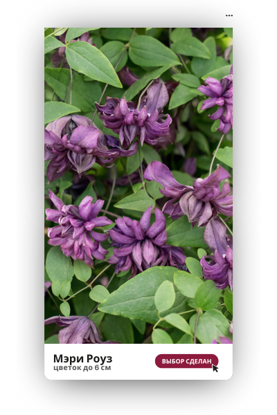 Мэри Роуз 400.png