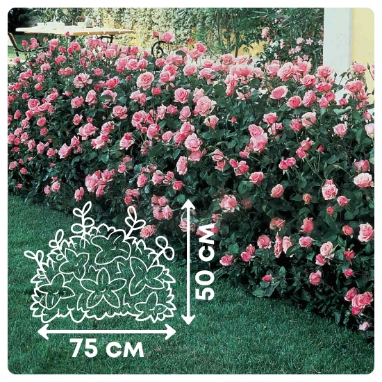 Морсдаг Пинк.jpg Морсдаг Пинк.jpg