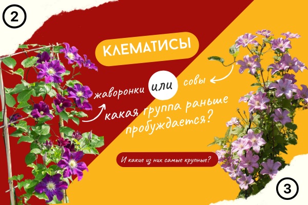 Клематисы жаворонки и совы, какая группа раньше пробуждается? фото Клематисы жаворонки и совы, какая группа раньше пробуждается? фото