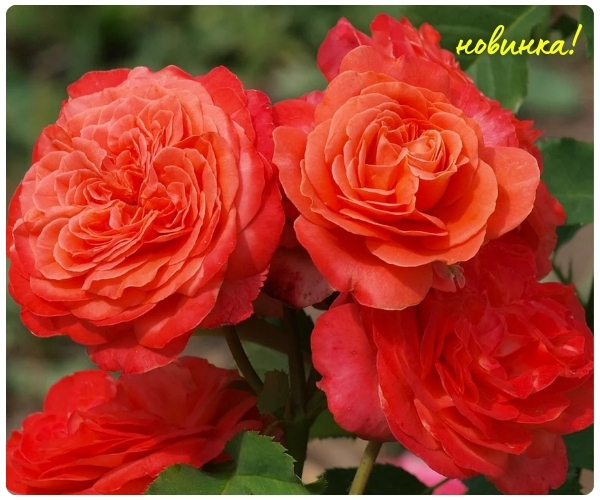 Эмильен Гийо.jpg