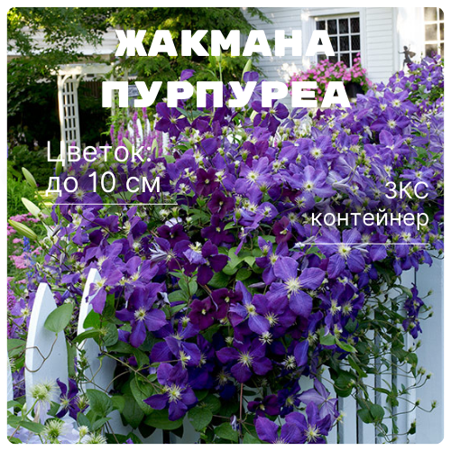 Жакмана Пурпуреа.png