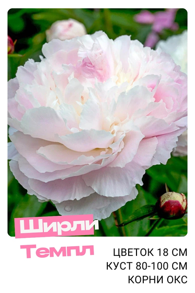 ширли темпл.jpg ширли темпл.jpg