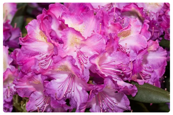 Bohlkens Lupinenberg (600 x 450 пикс.).png Bohlkens Lupinenberg (600 x 450 пикс.).png