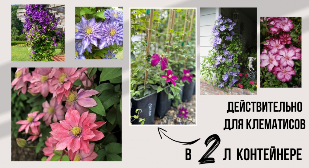 клематисы 2л.jpg