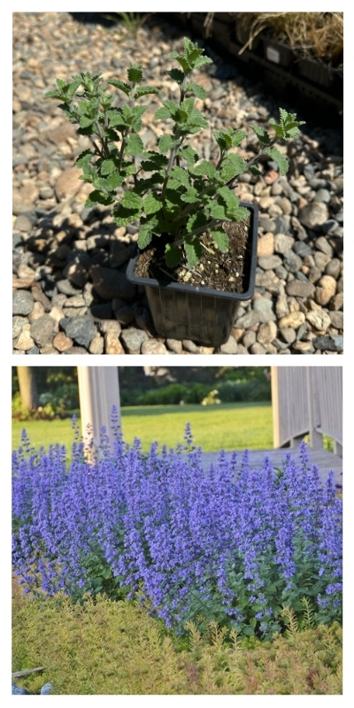 Блю Вандер.jpg