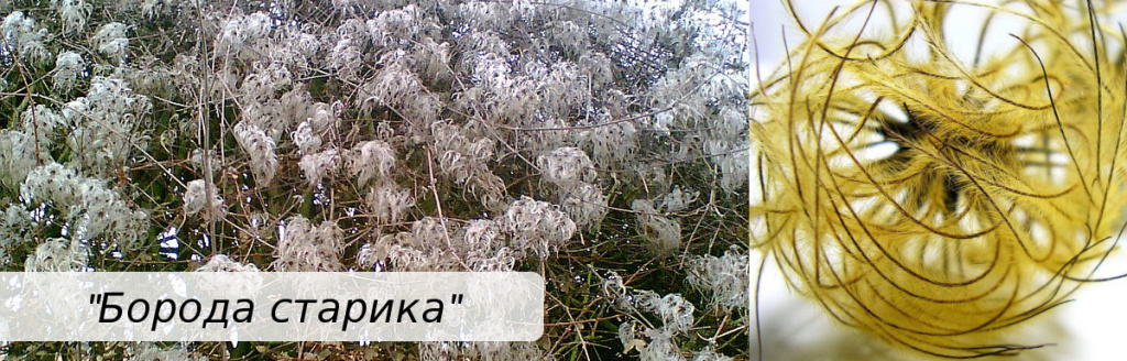 борода клематиса
