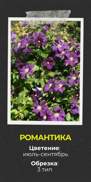 Романтика (300 x 600 пикс.) (1).jpg Романтика (300 x 600 пикс.) (1).jpg