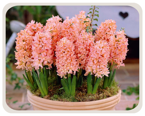 Джипси Куин.png