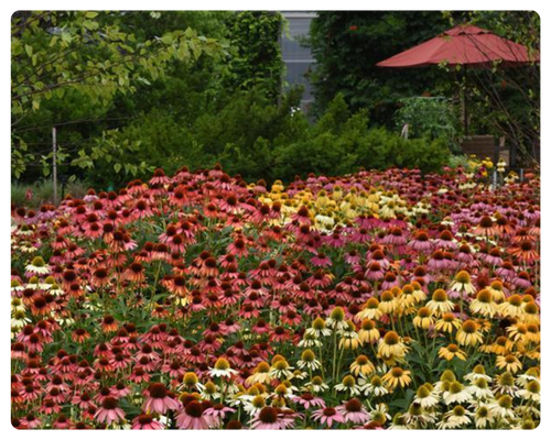 эхинацея (500 x 400 пикс.).png