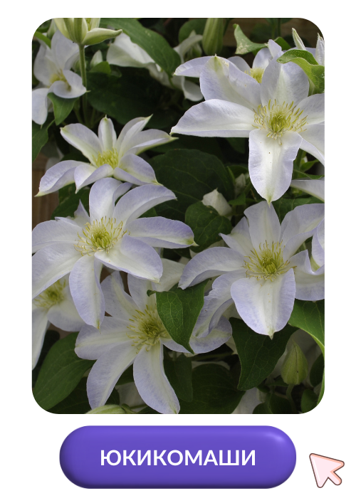 Юкикомаши.png Юкикомаши.png