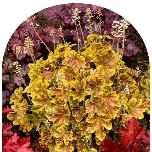 Гейхерелла Солар Эклипс (500 x 500 пикс.).jpg Гейхерелла Солар Эклипс (500 x 500 пикс.).jpg