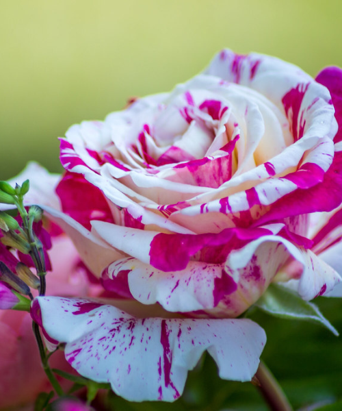 Ванилаа Фрейз.png