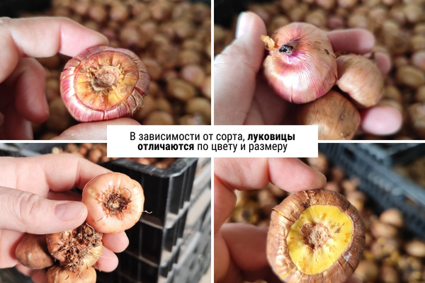 Гладиолус .jpg Гладиолус .jpg