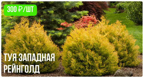 Туя западная Рейнголд.png Туя западная Рейнголд.png