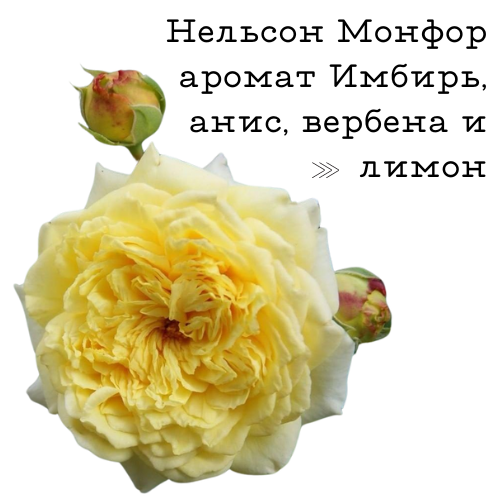 Нельсон Монфор.png Нельсон Монфор.png