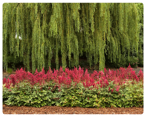 астильба (500 x 400 пикс.).png