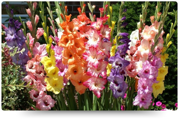 гладиолусы.jpg гладиолусы.jpg