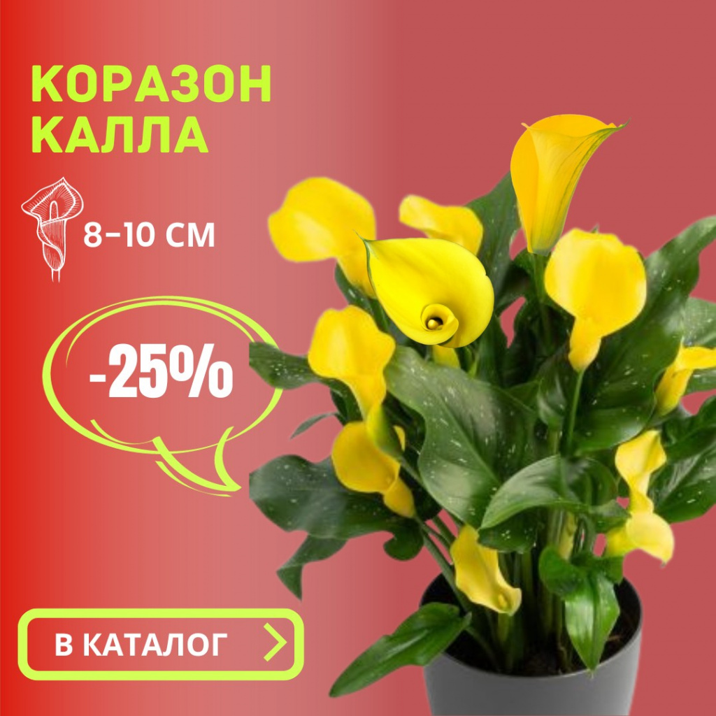 Калла Коразон.jpg Калла Коразон.jpg