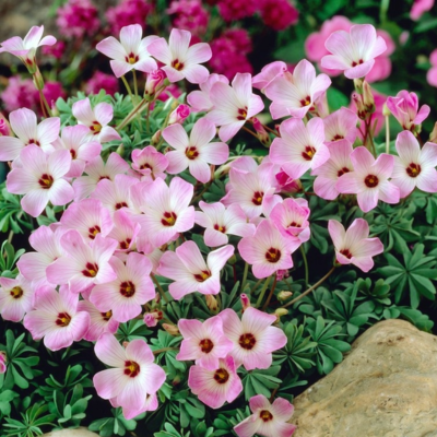 Оксалис железистолистный.png