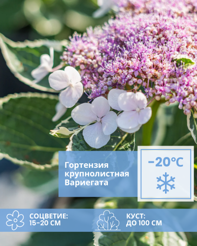 крупнолистная Вариегата.png крупнолистная Вариегата.png